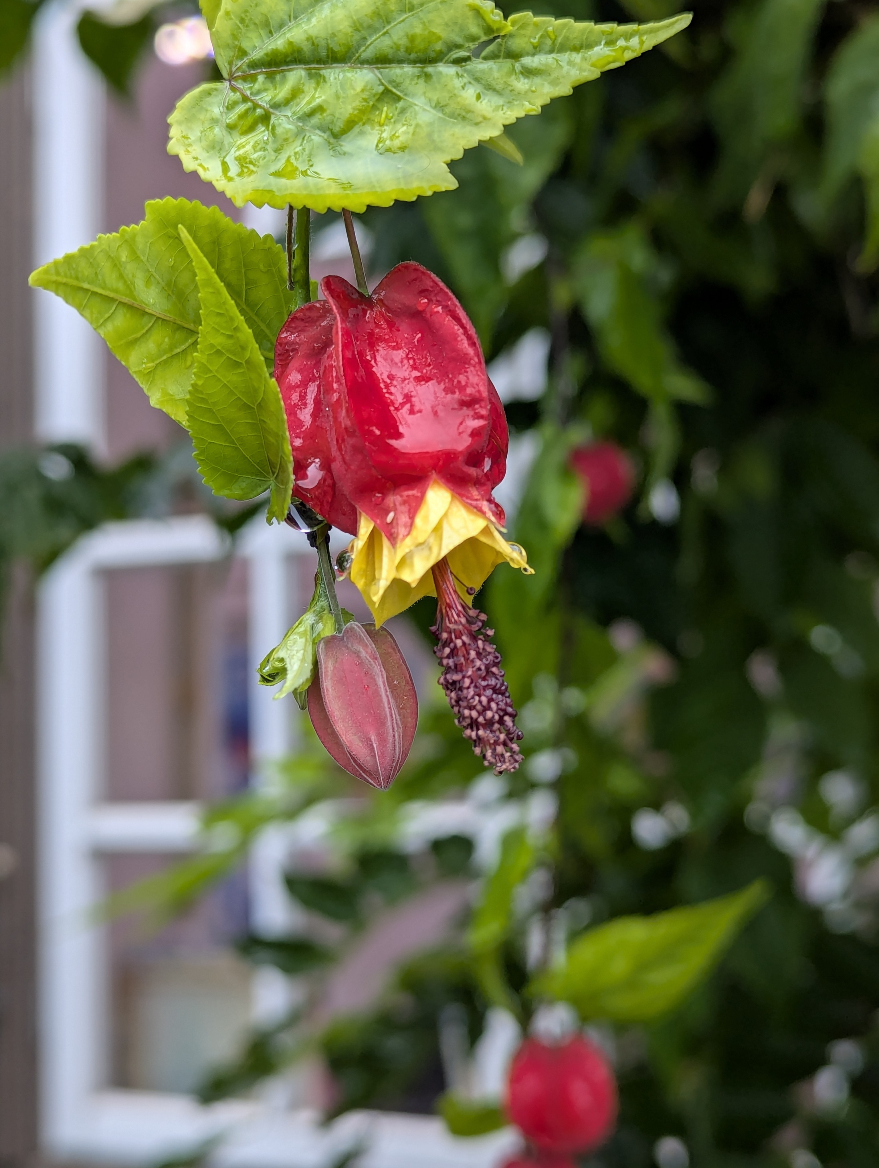 Botonic Gardens, Muenster, Germany